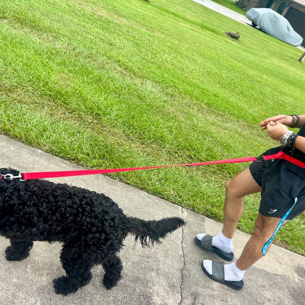 Red Handsfree Dog Leash, Side Strap
